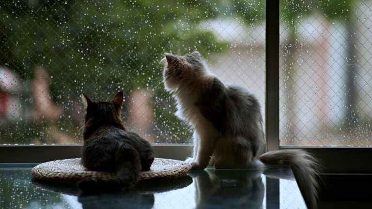 This is a photo of 2 cats sitting on a table looking outside at the rain, sorry they can't go out. It is meant to illustrate the article about new tax rules which have a negative effect on the current housing market.
