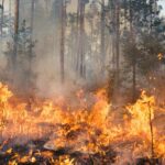 New Wildfire Disclosure Report